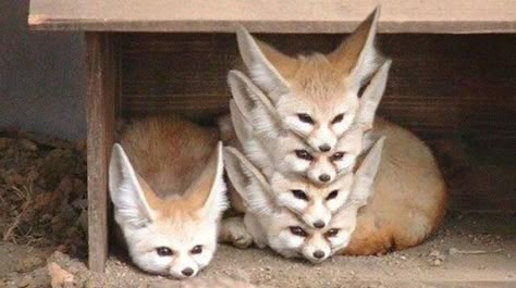 Regnul Animal, Fennec Fox, Cute Creatures, Sweet Animals, Funny Animal Pictures, Animal Photo, Cute Little Animals, 귀여운 동물, Animal Memes