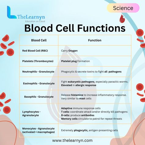 The Amazing World of Blood Cells! Dive into the microscopic universe of blood cells with us! 🧫 Let's unravel the incredible functions of these tiny powerhouses that keep our bodies running smoothly. From oxygen delivery to fighting off infections, blood cells are the unsung heroes of our circulatory system! Have you ever wondered what makes your blood flow smoothly through your veins, delivering oxygen and nutrients to every corner of your body? 🤔 It's all thanks to the remarkable teamw... Increase White Blood Cell Count, Parts Of Blood, Types Of Blood Cells, Function Of Blood, Nursing School Studying Cheat Sheets, Low White Blood Cells, Biology Diagrams, Nurse Study, Cell Parts