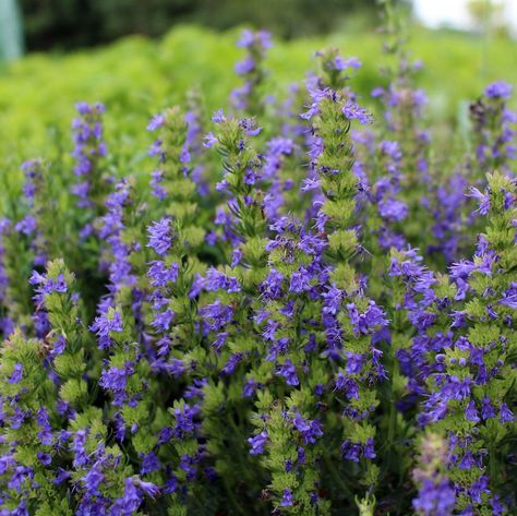 Hyssop Flower, Hemlock Water Dropwort, Lion Ears, Hyssopus Officinalis, Echinops Ritro 'veitch's Blue', Hyacinthoides Non-scripta, Paeonia Lactiflora, Edging Plants, Citrus Aurantifolia