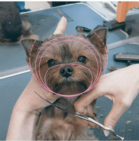 Yorkie Grooming Styles, Yorkie Puppy Haircuts, Grooming Yorkies, Yorkshire Terrier Grooming, Grooming Salons, Dog Grooming Diy, Dog Grooming Styles, Colorful Hairstyles, Dog Grooming Shop