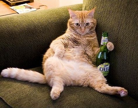 Drunk Cat, Friday Cat, Happy Week End, Funny Cat Photos, Funny Animal Photos, Cat Drinking, Funny Cat Pictures, Funny Cute Cats, Funny Cat Videos