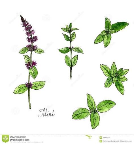 Herb Tattoo, Mint Herb, Tumblr Drawings, Mint Flowers, Flower Tattoos, Botanical Art, Flower Drawing, Flower Tattoo, Tatting