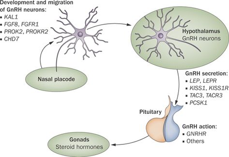 What is the Difference Between Primary and Secondary Hypogonadism Check more at https://in4arts.com/what-is-the-difference-between-primary-and-secondary-hypogonadism.html Kallmann Syndrome, Hormone Replacement, What Is The Difference Between, Medical Science, Pie Chart, Medical, Science, The World, Music