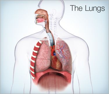 Breathing Problems: Causes, Tests, and Treatments Respiratory Problems, Asthma Inhaler, The Respiratory System, Breathing Problems, Allergy Asthma, Reduce Appetite, Phlebotomy, Respiratory Therapist, Asthma Attacks