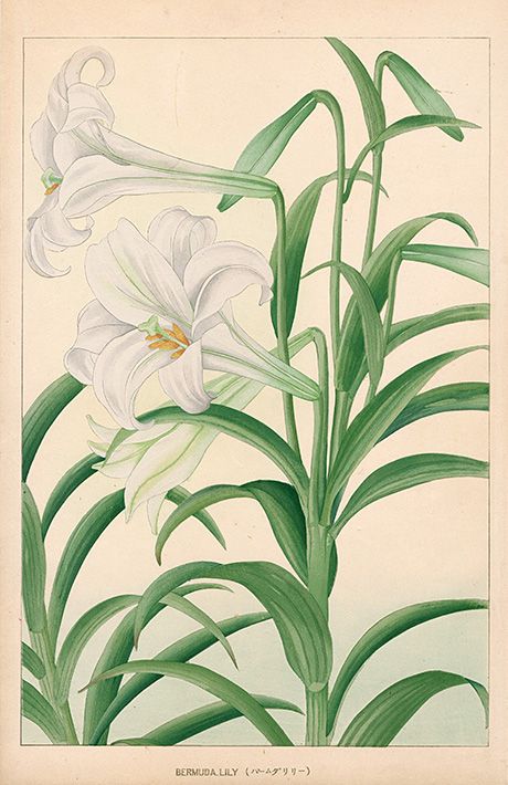 Chigusa Soun Flowers of Japan Woodblock Prints 1900 Fleurs Art Nouveau, Arte Van Gogh, Picture Collage Wall, Japanese Flowers, Photo Wall Collage, Vintage Poster Art, Botanical Drawings, Art Collage Wall, Plant Art