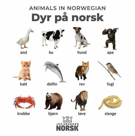 Norwegian - Animal Names Norwegian Language Learning, Learning Norwegian, Norwegian Language, Danish Language, Norway Language, Norway Winter, Norwegian Vikings, Learn Swedish, Swedish Language