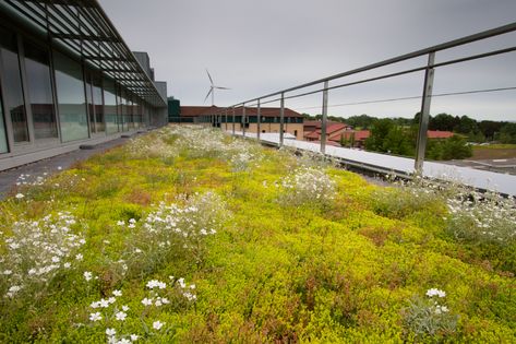 Why green and blue roofs appeal to planners - Architecture Today Green Roof Architecture, Architecture Green Roof, Green Roof Landscape Architecture, Green Roof Project, Intensive Green Roof, Green Roof Design, Roof Landscape, Extensive Green Roof, Urban Heat Island