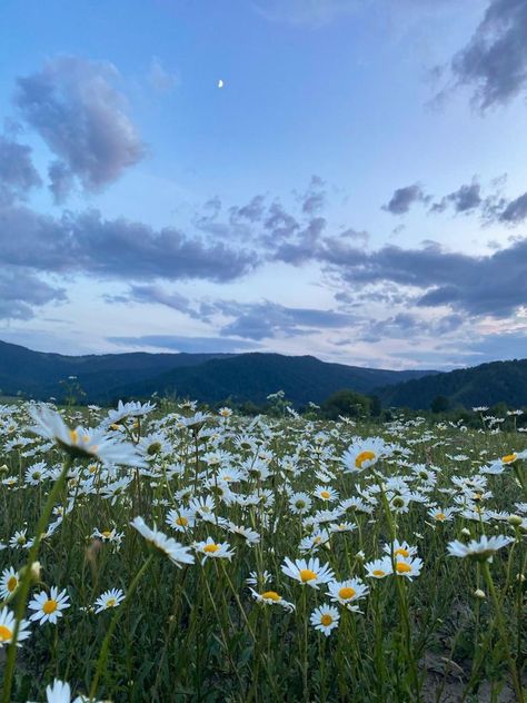 Pretty Landscapes, Pretty Sky, Nature Aesthetic, Flower Field, Pretty Places, Amazing Nature, Nature Pictures, Pretty Pictures, Beautiful World