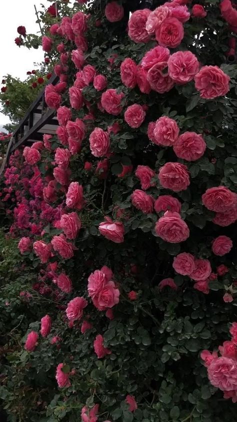 Garden Video, Garden Nails, Rose Belle, Rose Flower Pictures, Good Morning Beautiful Flowers, Flower Video, Decoration Garden, Amazing Nature Photography, Nothing But Flowers