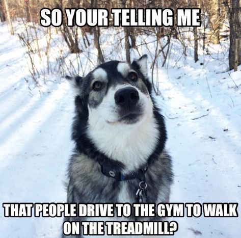 35 Best Siberian Husky Memes of All Time - The Paws Husky Meme, Internal Thoughts, Animal Humour, Adorable Pictures, Siberian Husky Dog, Memes Hilarious, Comic Sans, Husky Dogs, What Happens When You