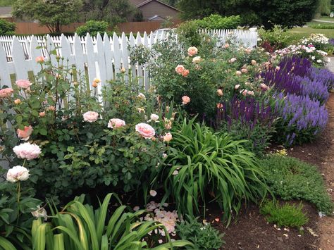 Rose And Lavender Garden Bed, John Davis Climbing Rose, Pink David Austin Roses, Cottage Garden Rose Arch, David Austin Roses Bathsheba, Rose Garden Design, European Garden, Sun Garden, Farmhouse Landscaping