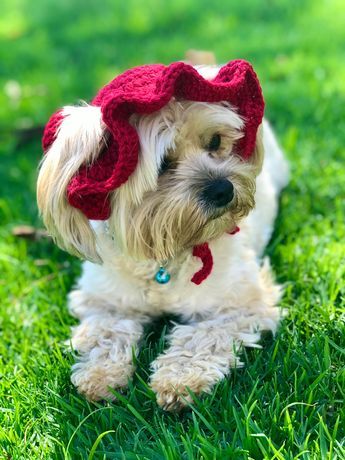 Crochet Dog Hat Free Pattern, Cat Bucket Hat, Puppy Hat Crochet, Crochet Dog Hat, Crochet Dog Clothes, Puppy Hats, Dog Beanie, Crochet Dog Patterns, Crochet Dog Sweater