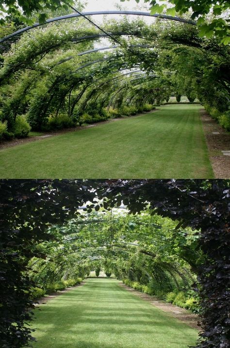 Driveway Trellis, Tunnel House, Apaneca, Tree Lined Driveway, Walled Garden, Have Inspiration, Garden Landscape Design, Garden Features, Garden Trellis