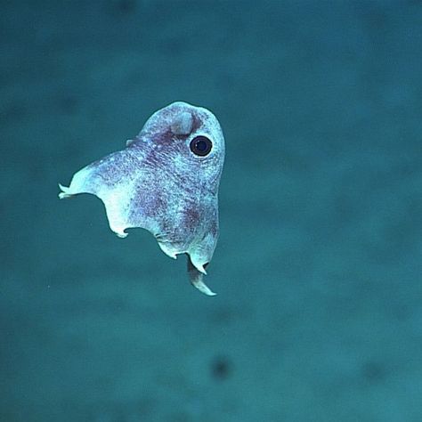 Flapjack Octopus, Australian Mammals, Aquarium Pictures, Ocean Stuff, Baby Dumbo, Dumbo Octopus, Dreamy Ocean, Octopus Squid, Water Creatures