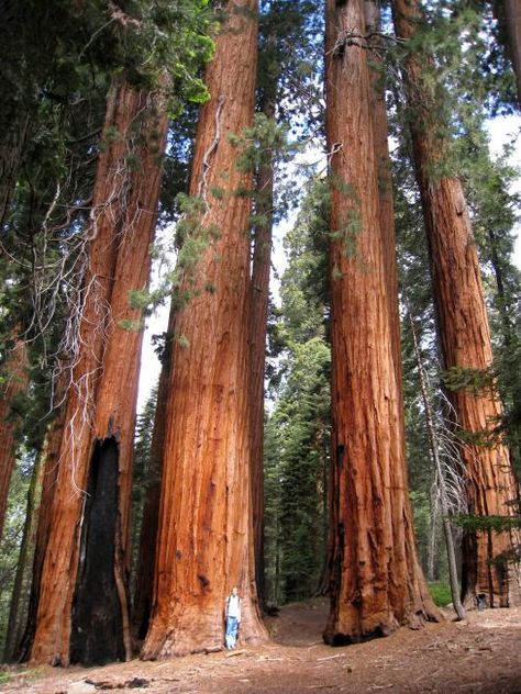 A Grove of Giant Sequoias (Sequoiadendron giganteum) Sequoiadendron Giganteum, Giant Sequoia Trees, Giant Sequoia, Sequoia Tree, Redwood National Park, Prim Christmas, Giant Tree, Redwood Tree, Tree Tree