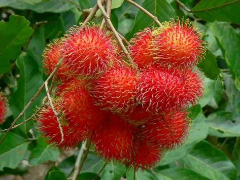 The Legend of Rambutan In a far region of the Philippines, close to Rabba mountain, a couple named Kandoy and Pising lives. Everyday, Kandoy, the husband, would go in the forest to gather fire woods that he would make into charcoals that his wife Pising would sell in the town's market. Being childless, Kandoy and Pising are very devotional couple in hope that they would be blessed with a child. Kandoy spotted a cave in the center of the forest one day. "This is the first time I noticed this c Lychee Fruit, Tropical Climate, Fruit Plants, Exotic Fruit, Tropical Fruits, Delicious Fruit, Planting Seeds, Garden Seeds, Live Plants