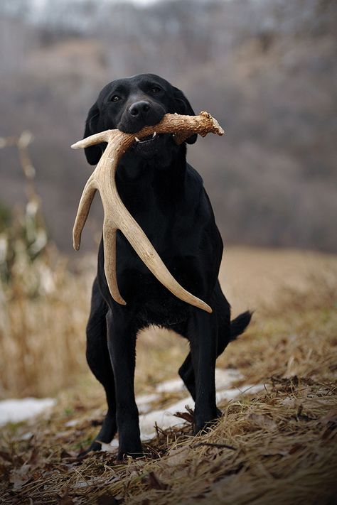 Hunting Dog Names, Dog Magazine, Love My Dog, Dog Shedding, Bird Dogs, Black Labrador, Hunting Dogs, Animal Tattoos, Black Dog