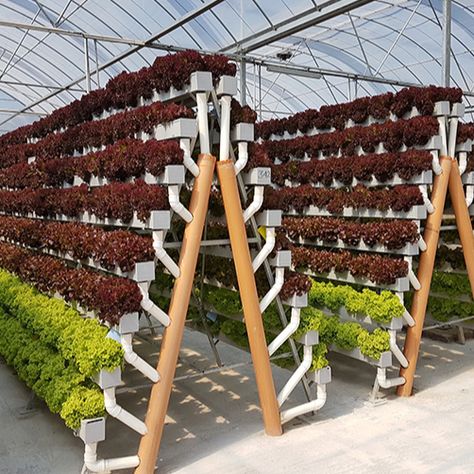 Nft Hydroponics, Commercial Aquaponics, Hydroponic Gardening System, Greenhouse Farming, Aquaponics Greenhouse, Agriculture Projects, Commercial Greenhouse, Hydroponic Systems, Hydroponic Farming