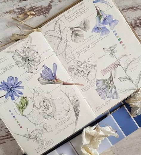 Ant Drawing, Drawings Of Flowers, Botanical Sketchbook, Field Journal, Whimsical Nature, Nature Sketch, Plant Book, Art Journal Techniques, Art Folder