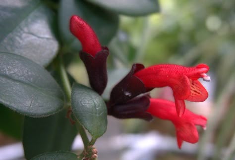 Learn everything you need to know about the types of lipstick plants and how to care for them. It's a lush and lovely houseplant with lipstick-like blooms. Types Of Lipstick, Lipstick Plant, Sycamore Tree, Gerber Daisies, Pothos Plant, Garden Store, Spider Plants, Potting Soil, Green Thumb