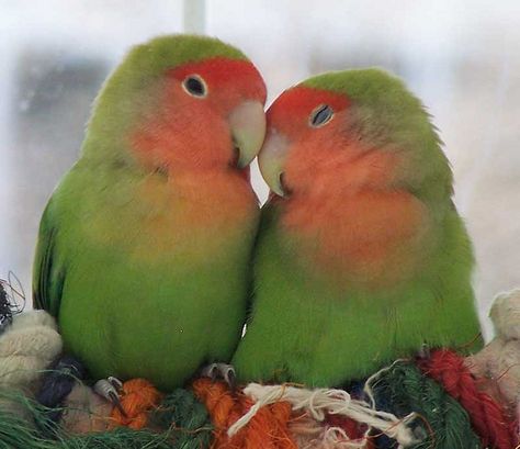 I would love a pair of love birds, but I already have an American Bulldog, Pit Bull, and a Siamese cat in the house...  Hmmm... Bird Images, Bird Wallpaper, Photos Hd, Bird Pictures, Exotic Birds, Pretty Birds, Bird Photo, Colorful Birds, Cute Birds