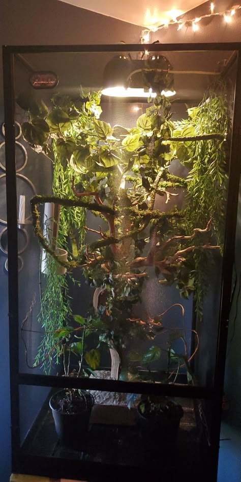 Chameleon Cage Setup 24x24x48 Aesthetic Chameleon Cage, Veiled Chameleon Enclosure Ideas, Bioactive Chameleon Enclosure, Chameleon Terrarium Ideas, Chameleon Cage Setup Ideas, Veiled Chameleon Enclosure, Chameleon Enclosure Ideas, Chameleon Vivarium, Chameleon Cage Ideas