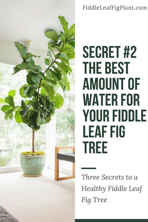 Indoor Fig Plant, Fiddle Leaf Fig Care, Fiddle Fig Tree, Fiddle Leaf Tree, Fig Plant, Fiddle Fig, Fiddle Leaf Fig Tree, Ficus Lyrata, Inside Plants