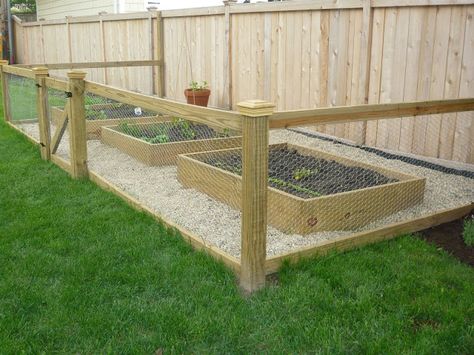 Chicken Wire Fence, Fenced Vegetable Garden, Funny Vine, Diy Garden Fence, Diy Fence, Fence Ideas, Backyard Fences, Chicken Wire, Garden Fencing