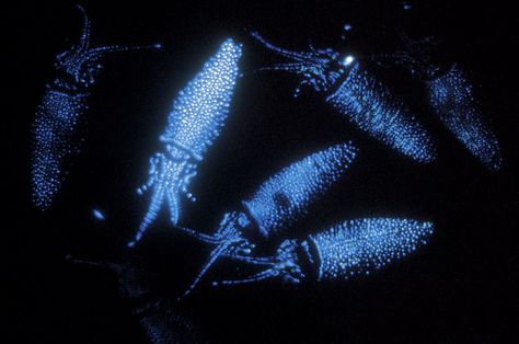 japanese firefly squid... COOL THEY GLOW IN THE DARK!!! Illustrative Textiles, Firefly Squid, Sea Jellies, Nice Photography, Beautiful Sea Creatures, Ocean Pictures, Toyama, Carving Ideas, Marine Biology