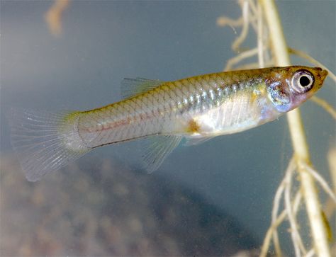 Mosquitofish (Gambusia) White Cloud Mountain Minnow Fish Tanks, Mosquito Fish, Clown Pleco, Plecostomus Types, Mosquito Coast, Fish Ponds Backyard, Goldfish Kiss, Paint Filter, Tiny Creatures