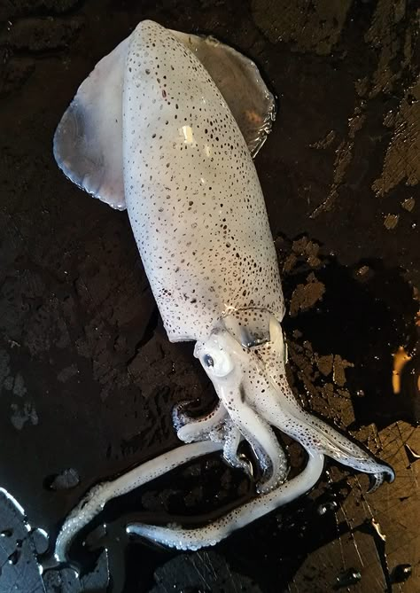 Squid Reference, Squid Photography, Recipe For Ceviche, Squid Fish, Squid Recipes, Ceviche Recipe, Octopus Squid, Molluscs, Deep Sea Creatures