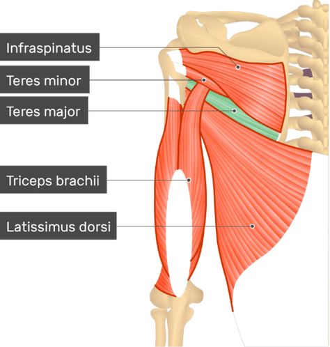 Teres Major Muscle - Attachments, Action & Innervation Teres Major Muscle, Teres Major, Body Muscle Anatomy, What Is Intelligence, Muscle System, Latissimus Dorsi, Muscle Anatomy, Human Body Systems, Arm Muscles