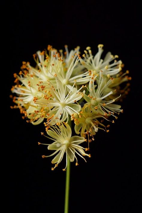 Medicinal plants - linden flower Tilia tomentosa stock photos Linden Flower Tattoo, Medicinal Plants Aesthetic, Achillea Flower, Flower Healing, Linden Flower, Linden Blossom, Henna Plant, Vector Infographic, Plant Aesthetic