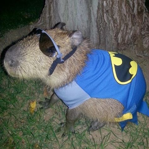 Everyone Wants to Be Batman Capybara Pet, Meme Absurd, Sticker Meme, Sticker Wa, Jokes Pics, Meme Stickers, Silly Animals, Anime Meme, Cartoon Jokes