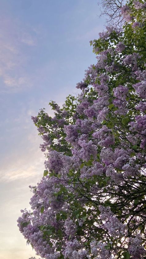 Soft Lavender Aesthetic Pastel, Purple Flower Field Aesthetic, Lavender Flower Aesthetic Vintage, Wallpaper Backgrounds Lavender, Lilacs Flowers Aesthetic, Light Violet Aesthetic, Lavander Aesthetics Wallpapers, Lavender Flower Wallpaper, Different Types Of Purple