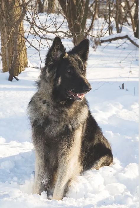 Shiloh Shepherd Dog, Shiloh Shepherd, German Shepherd Breeds, Shepherd Dog Breeds, Search And Rescue, Cute Animal Pictures, Family Dogs, Dog Behavior, Service Dogs