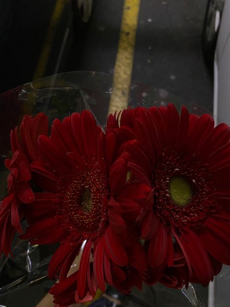 Red daisies Transvaal Daisy, Gerbera Daisies, Red Daisy, Go Red, Love And Romance, Gerbera Daisy, Pretty Flowers, For Love, House Interior