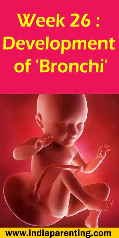 Week 26: Development of 'Bronchi' Last Week Of Pregnancy, 17 Weeks Pregnant, 23 Weeks Pregnant, 15 Weeks Pregnant, 29 Weeks Pregnant, 24 Weeks Pregnant, 26 Weeks Pregnant, Fetal Movement, 28 Weeks Pregnant