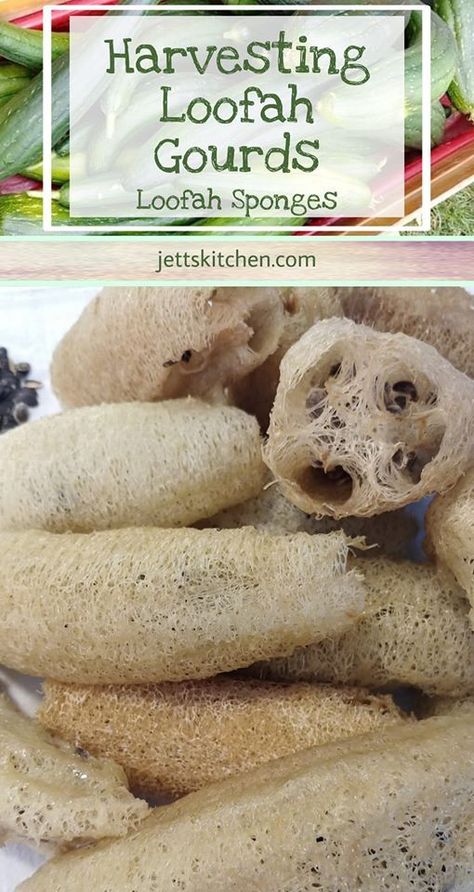 Harvesting Loofah, Loofah Gourds, Growing Loofah, Grow Loofah, Grow Luffa, Loofah Plant, Baby Fruit, Natural Loofah, Natural Sponge