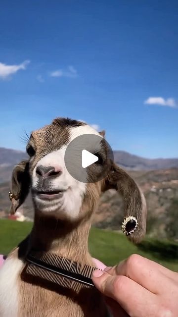 Funny Goats Videos, Funny Goat Video, Baby Goat Funny, Funny Goats, Funny Goat, Goats Funny, Cute Goats, Slider Recipes, M K