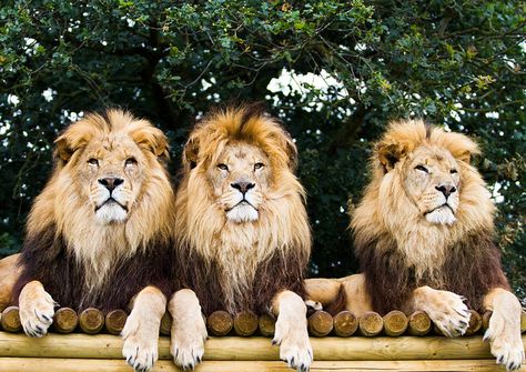 Lion Pack, 3 Lions, We Three Kings, Lion Love, Favorite Animals, Large Cats, Pretty Cats, Ravenclaw, Crazy Cat Lady