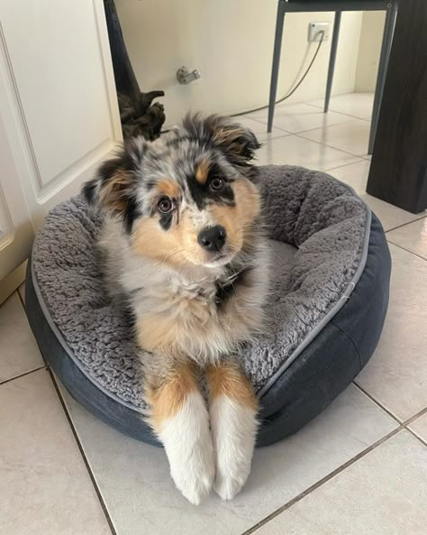 Mini Aussie Haircut Styles, Mini Aussie Full Grown, Australian Shepherd Full Grown, Mini Australian Shepherd Full Grown, Australian Shepard Mix, Cute Doggos, Cute Big Dogs, Mini Aussie Puppy, Most Cutest Dog