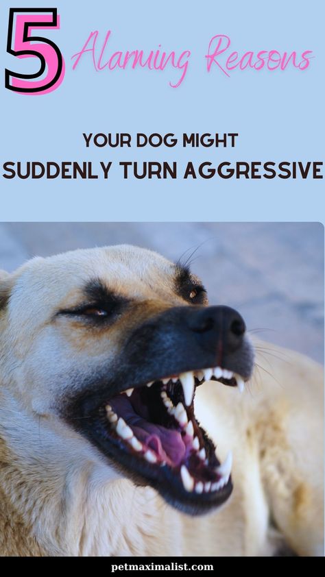 Discover the surprising triggers behind your dog's sudden aggression. From hidden health issues to subtle environmental changes, learn how to keep your beloved pet calm and safe. Aggressive Dogs, Dog Aggression, Environmental Change, Aggressive Dog, Health Issues, My Dog, Dog Breeds, Acting, Turn Ons