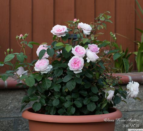 'Olivia Rose Austin' Rose Photo Olivia Rose Austin, Rose Garden Design, Painting The Roses Red, Austin Rose, Olivia Rose, Large Flower Pots, Rose Photo, Shrub Roses, Rose Bush