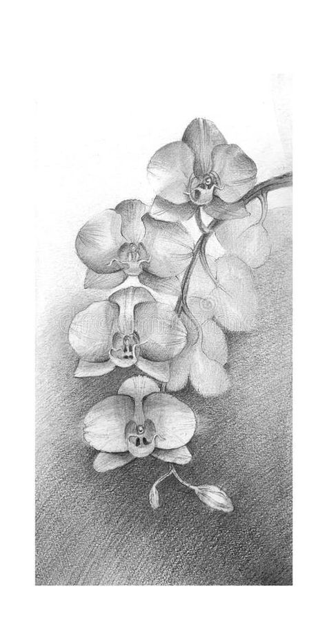 Flowers Charcoal Drawing, Orchid Pencil Drawing, Pencil Hatching, Orchid Sketch, Hatching Drawing, Shading Ideas, Orchid Flower Tattoos, Hatch Drawing, Orchid Drawing