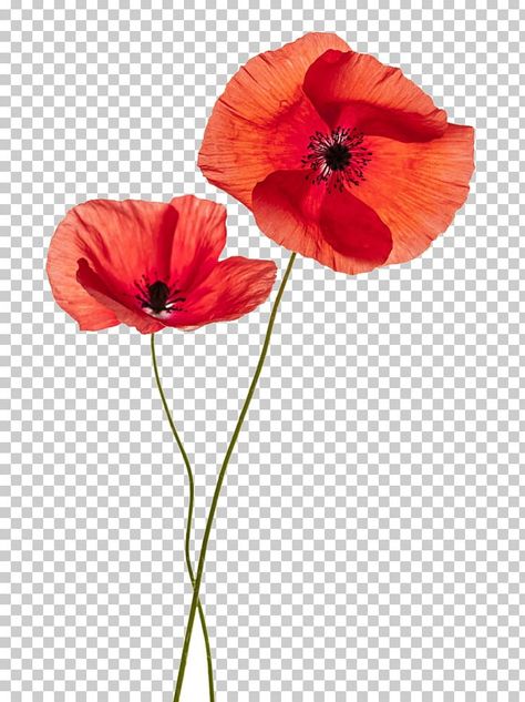 Remembrance Poppy, Remembrance Tattoos, Tattoo Photography, Flower Texture, Clipart Free, Woo Hoo, Flower Red, California Poppy, Poppy Seed