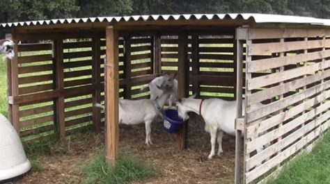 25 Cheap Easy Goat Shelter Ideas Using DIY Pallets Fence For Goats, Sheep Shelter, Goat Playground, Goat Shed, Goat Pen, Livestock Shelter, Goat Shelter, Pallet Barn, Goat House