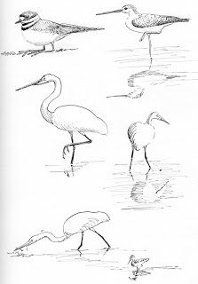 Sketching in Nature: Sketching Egrets Animal Sketching, Sketch Bird, Bird Pencil Drawing, Nature Sketches, Draw Birds, Heron Art, Bird Sketch, Nature Sketch, Drawing Examples