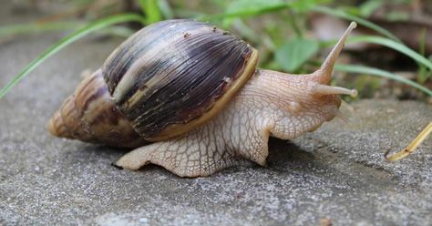 Giant African Land Snail Snail Facts, African Land Snail, African Snail, Giant African Land Snails, Giant Snail, Land Snail, Wild Kratts, Big Animals, Fascinating Facts