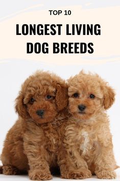 Dog Breeds Chart, Dogs For Kids, Calm Dog Breeds, Dog Breeds That Dont Shed, Best Small Dogs, Medium Dog Breeds, Cute Dog Breeds, Dog Breeds List, Toy Dog Breeds